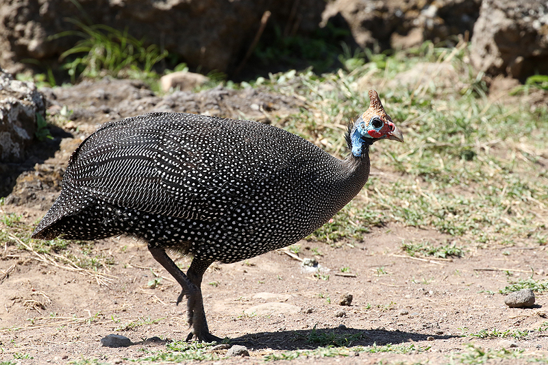 Ngorongoro