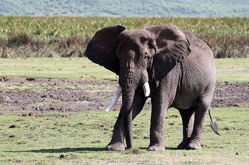 Ngorongoro