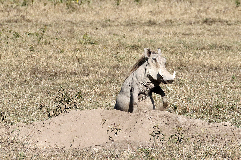 Ngorongoro