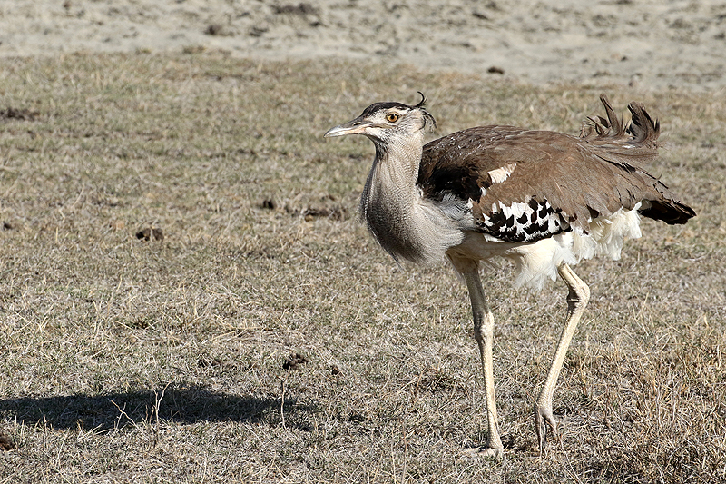 Ngorongoro