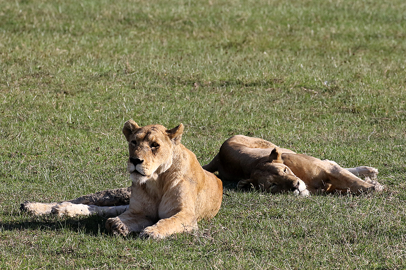 Ngorongoro