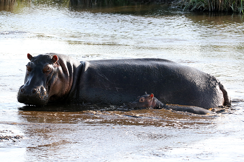Ngorongoro