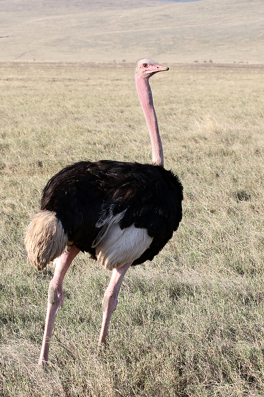 Ngorongoro