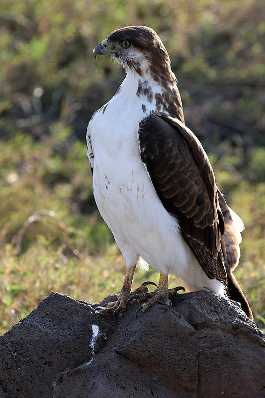 Ngorongoro