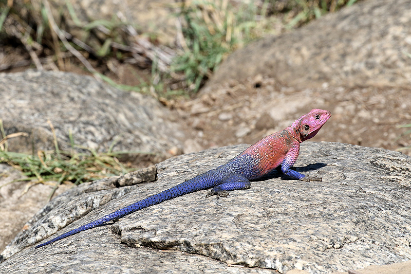 Serengeti