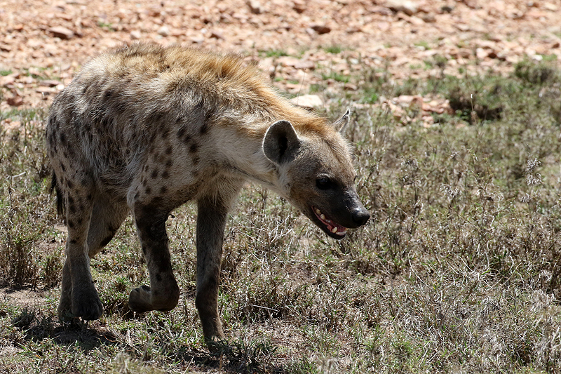 Serengeti