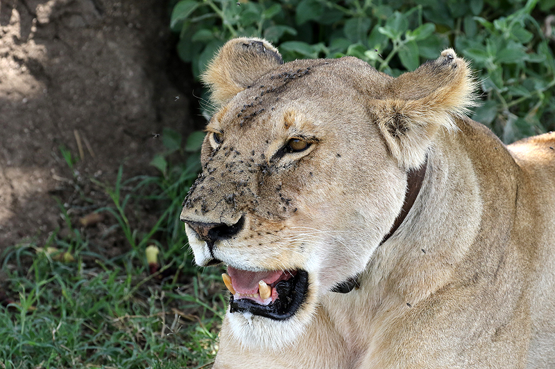 Serengeti