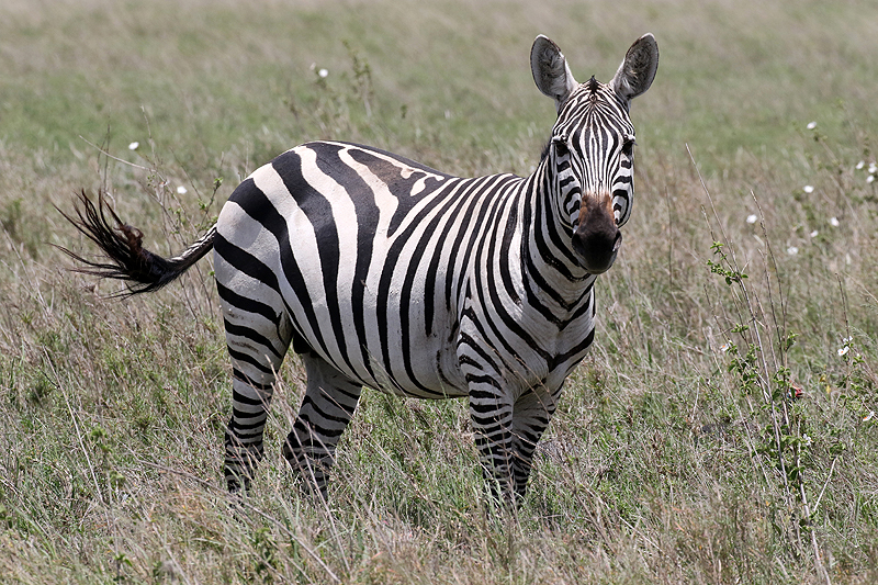 Serengeti