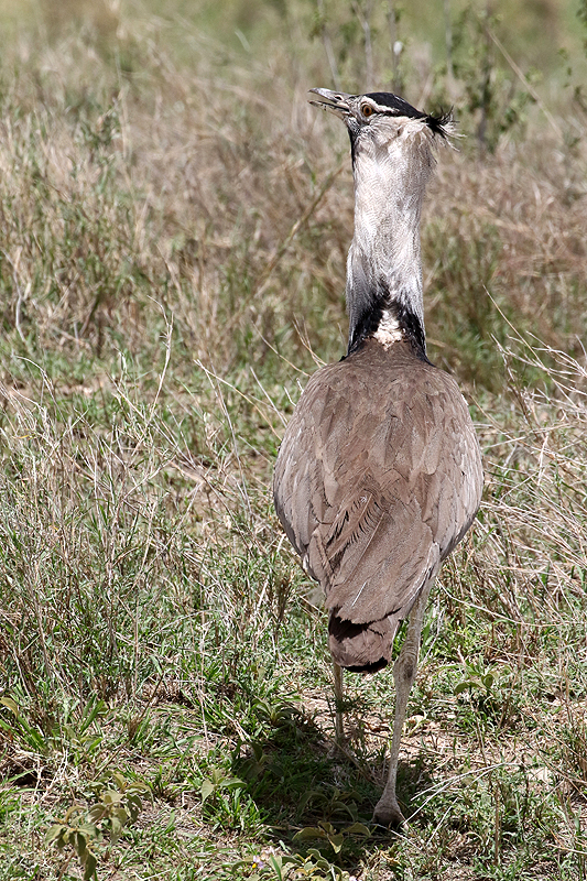 Serengeti