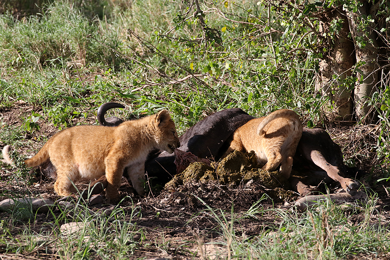 Serengeti