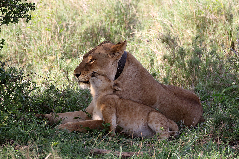 Serengeti