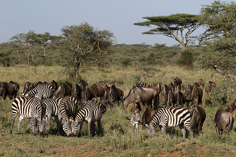 Serengeti