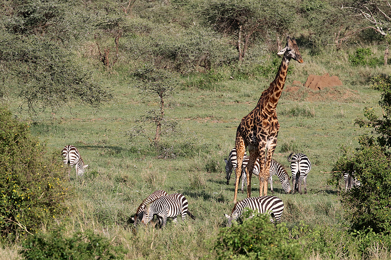 Serengeti