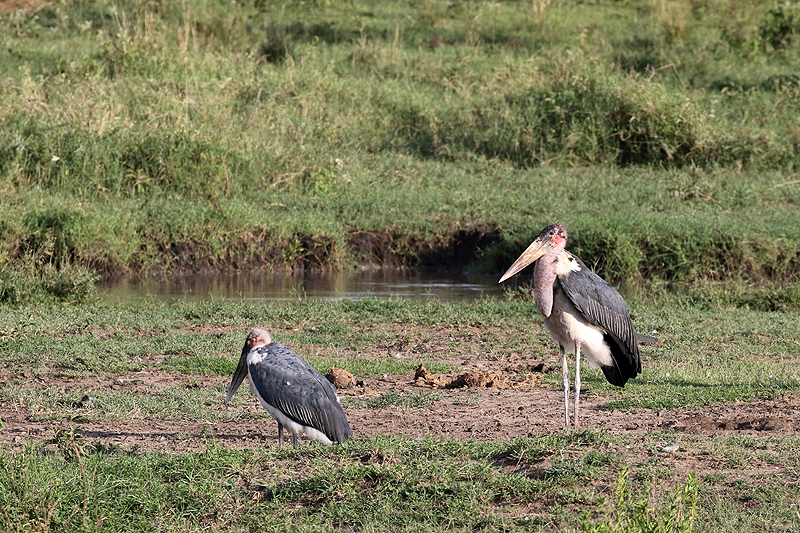 Serengeti