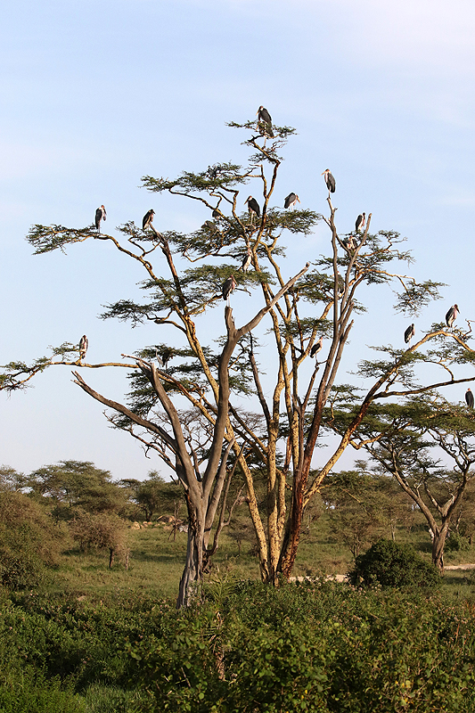 Serengeti