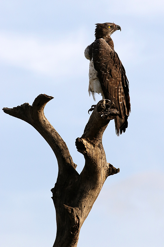 Serengeti