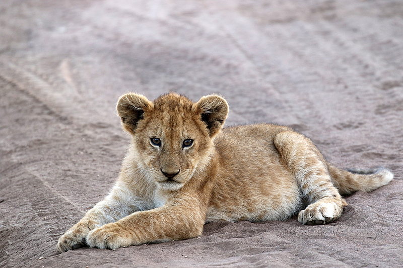 Serengeti