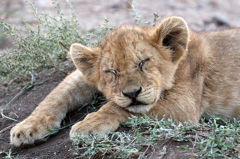 Serengeti