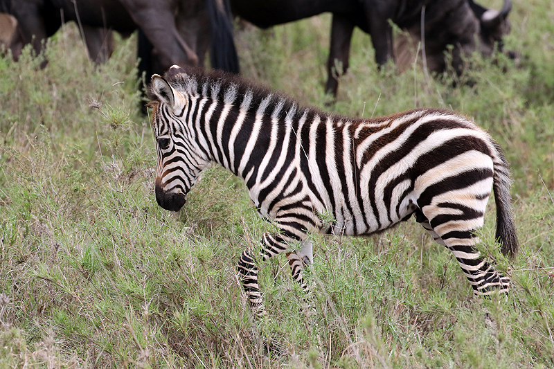 Serengeti