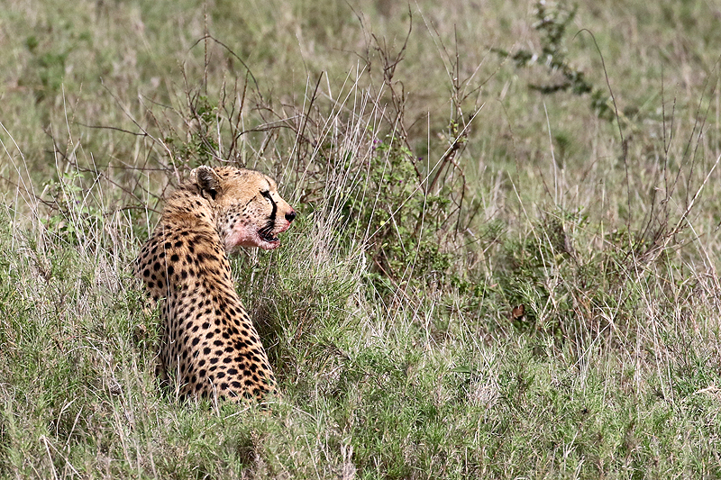 Serengeti