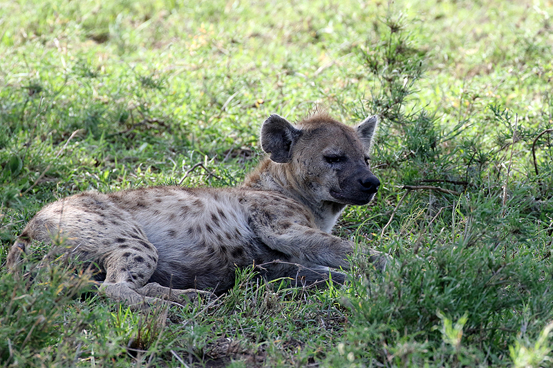 Serengeti