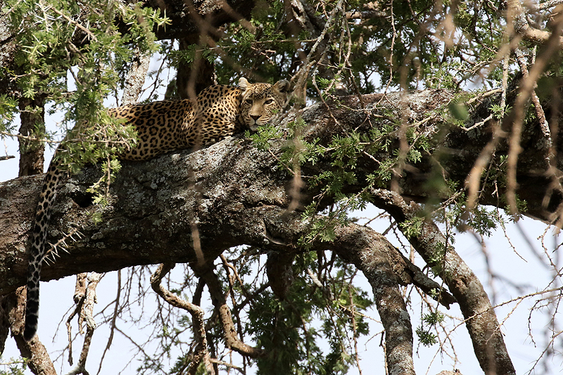 Serengeti
