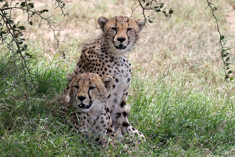 Serengeti