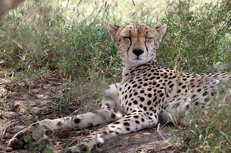 Serengeti