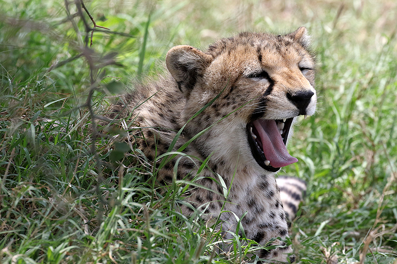 Serengeti