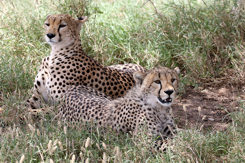 Serengeti