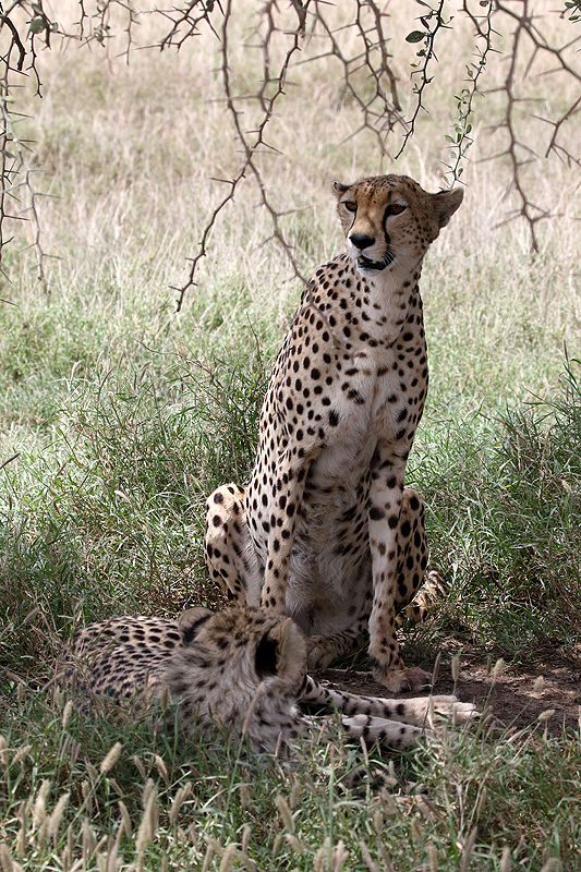 Serengeti