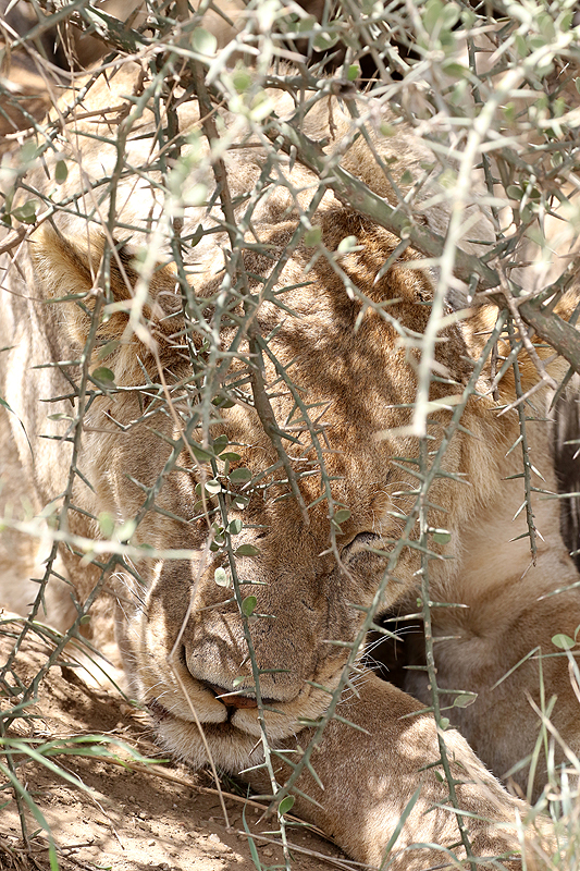 Serengeti