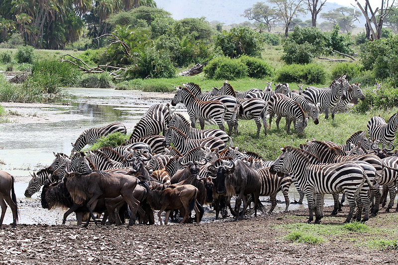 Serengeti