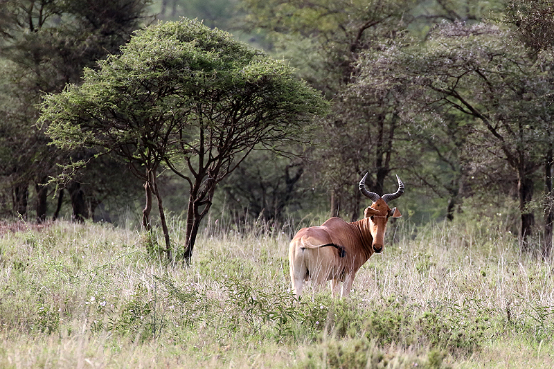 Serengeti
