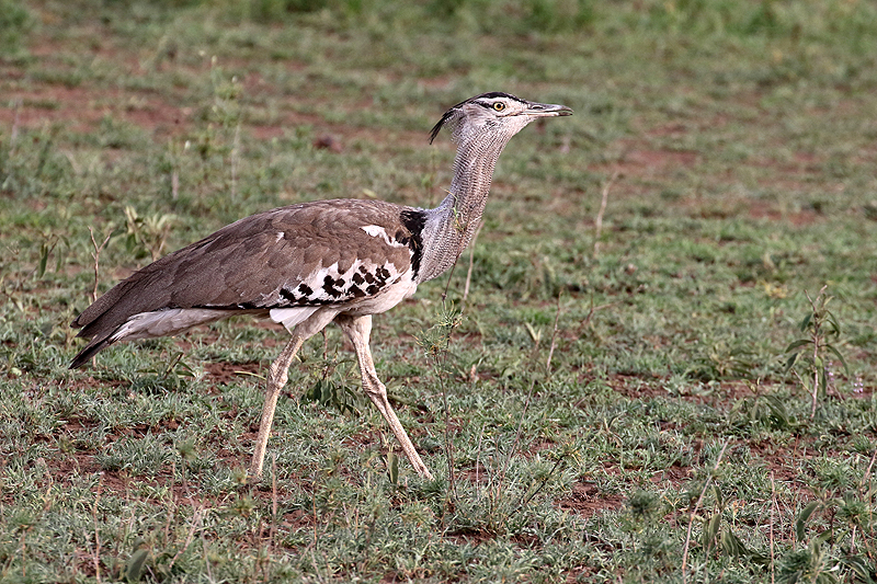 Serengeti