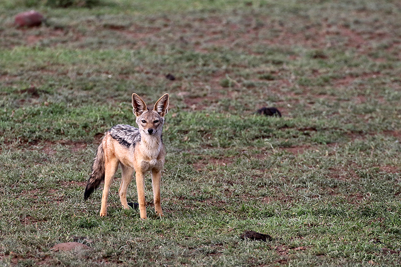 Serengeti