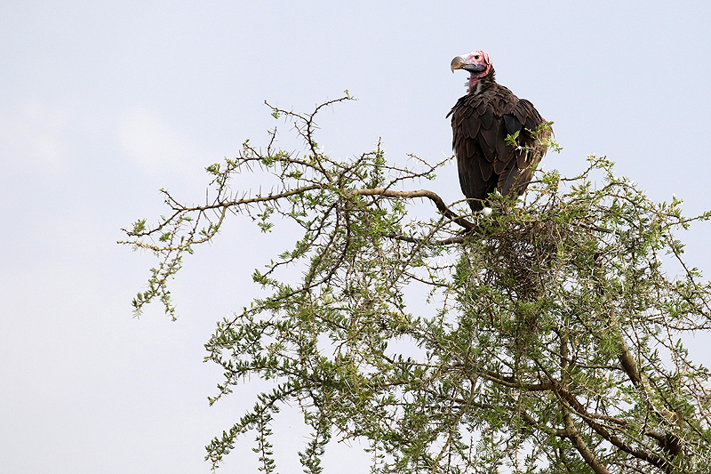 Serengeti