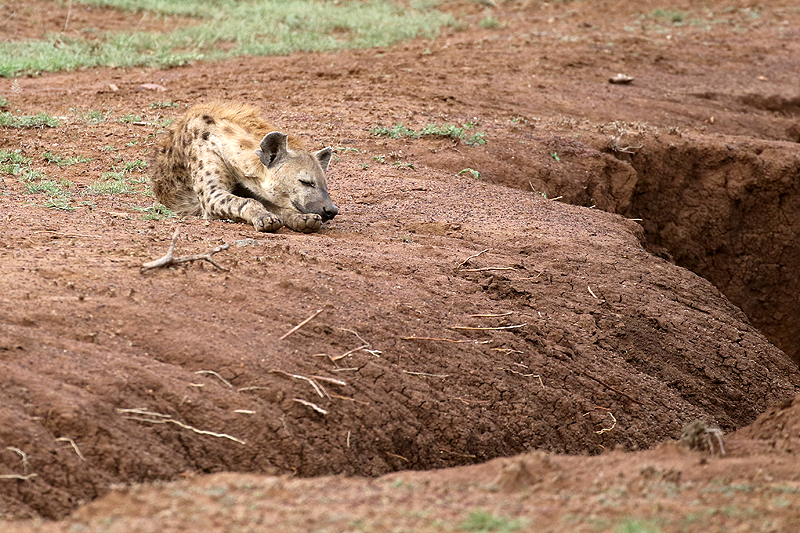 Serengeti