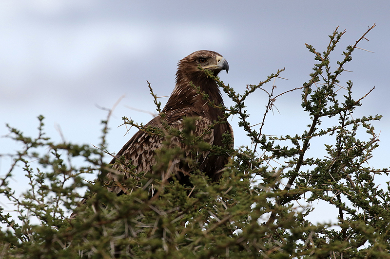 Serengeti