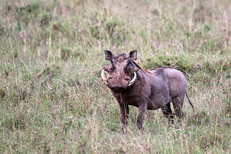 Serengeti