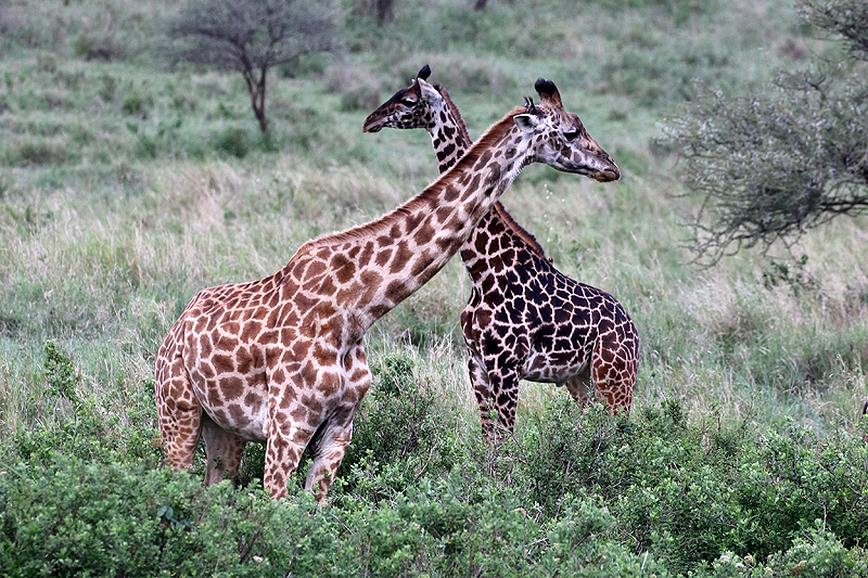 Serengeti