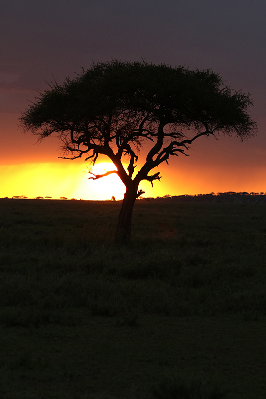 Serengeti