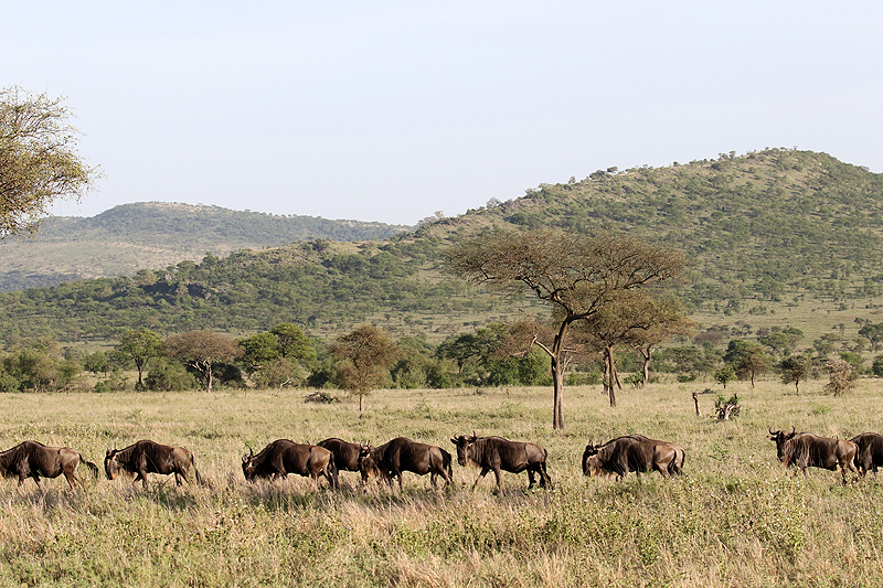 Serengeti
