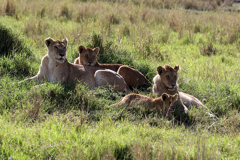 Serengeti