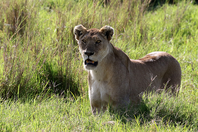 Serengeti