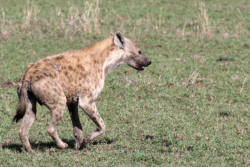 Serengeti