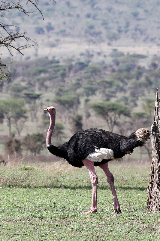 Serengeti