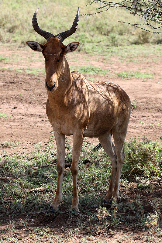 Serengeti