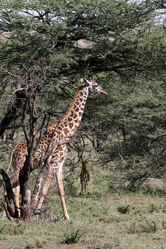 Serengeti