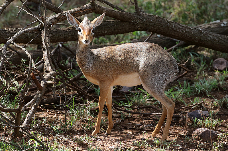 Serengeti